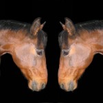 Hiponey